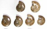 Lot: - Polished Whole Ammonite Fossils - Pieces #116649-2